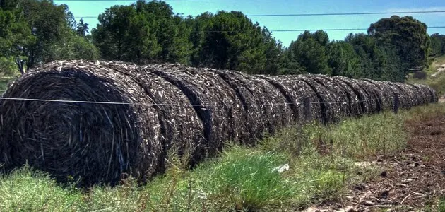 Agricultura y ganadería menonita